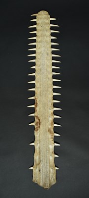 Lot 89 - Natural History: An Early 20th Century Sawfish...