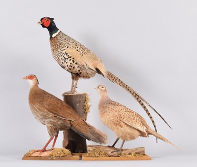 Lot 44 - Taxidermy: A Pair of Prince Albert Ring-necked...