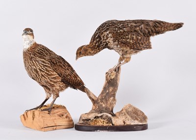 Lot 13 - Taxidermy: Himalayan Monal and a Temminck's...