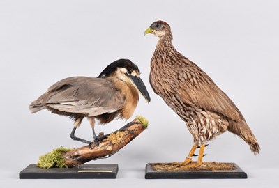 Lot 45 - Taxidermy: A Double-spurred spurfowl or...