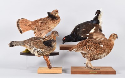 Lot 53 - Taxidermy: A Pair of Black Grouse and Ruffed...