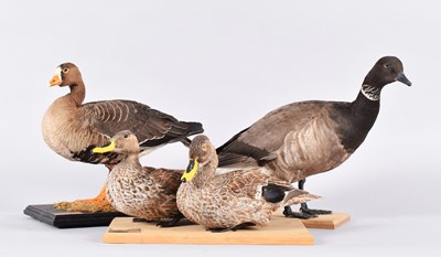 Lot 46 - Taxidermy: A Lesser-white fronted Goose, Brent...