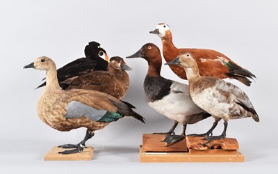 Lot 88 - Taxidermy: A Pair of Surf Scoter Ducks,...
