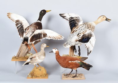 Lot 86 - Taxidermy: A Pair of Welsh Harlequin Ducks,...