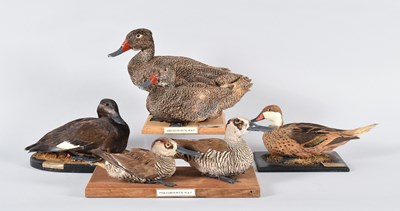 Lot 29 - Taxidermy: A Pair of Pink-eared Ducks,...