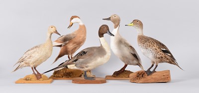 Lot 129 - Taxidermy: A Collection of Various Pintail...