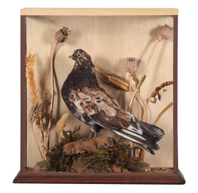 Lot 138 - Taxidermy: A Late Victorian Cased Darwin...