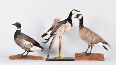 Lot 60 - Taxidermy: A Barnacle Goose, Cackling Canada...