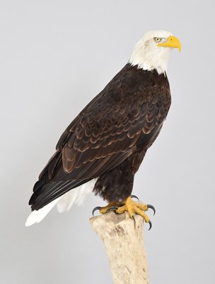 Lot 168 - Taxidermy: American Bald Eagle (Haliaeetus...