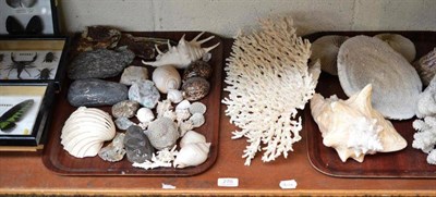 Lot 270 - A shelf of minerals, coral, shells and framed moths and insects