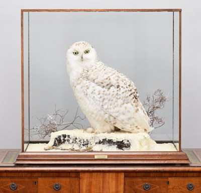 Lot Taxidermy: A Cased Snowy Owl (Bubo scandiacus),...