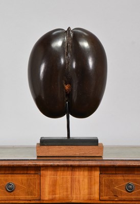 Lot Natural History: A Coco de Mer Nut (Lodoicea...