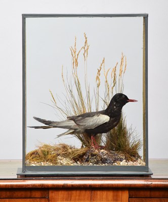 Lot Taxidermy: A Cased White-winged Black Tern...