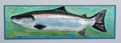 Lot 143 - Natural History: A Large Atlantic Salmon...