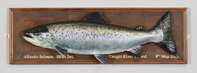 Lot Natural History: Atlantic Salmon (Salmo salar),...