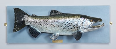 Lot 146 - Natural History: Sea Trout (Salmo trutta),...