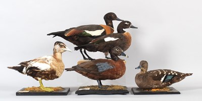 Lot 99 - Taxidermy: A Pair of Australian Shelducks,...