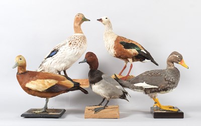 Lot 22 - Taxidermy: A Ruddy Shelduck, Orinoco Goose,...