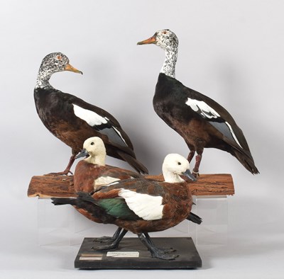Lot 54 - Taxidermy: A Pair of White-winged Wood Ducks...