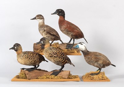 Lot 74 - Taxidermy: A Pair of African White-backed...