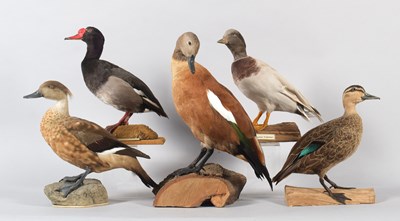 Lot 162 - Taxidermy: A South African Shelduck, Pacific...