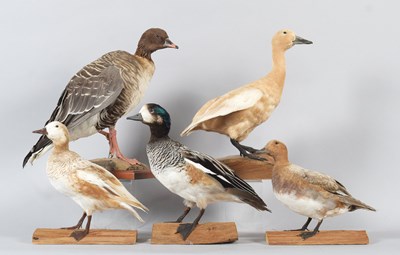 Lot 72 - Taxidermy: A Pink-footed Goose, Apricot Chiloé...