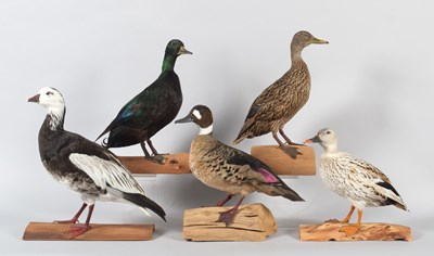 Lot 26 - Taxidermy: A Blue Ross's Snow Goose, Bronze...