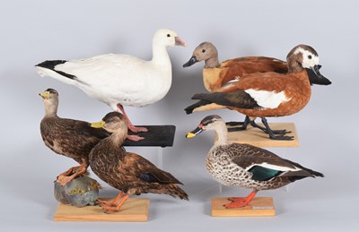 Lot 107 - Taxidermy: A Pair of African or Cape Shelducks,...