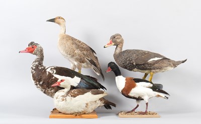 Lot 17 - Taxidermy: A Falkland Islands Flightless...