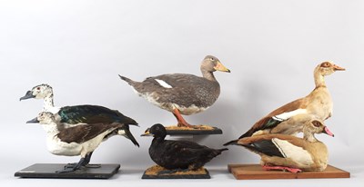 Lot 77 - Taxidermy: A Pair of Egyptian Geese, Common...