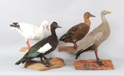 Lot 66 - Taxidermy: Cape Barren Goose, Lesser Snow...