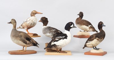 Lot 84 - Taxidermy: A Pair of Tufted Ducks, Gadwall,...