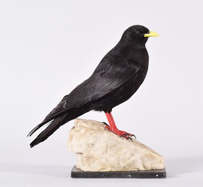 Lot 85 - Taxidermy: A Yellow-billed Alpine Chough...