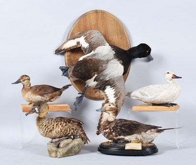 Lot 55 - Taxidermy: A White-headed Duck, Long-tailed...