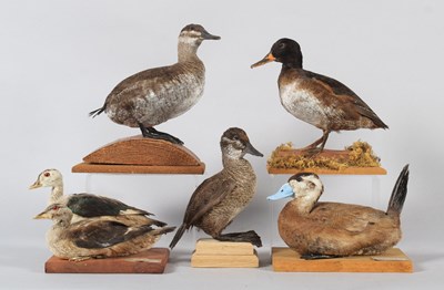 Lot 3 - Taxidermy: A Pair of North American Ruddy...