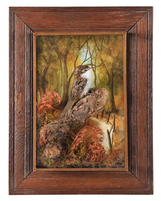 Lot 61 - Taxidermy: A Wall Cased Eurasian Treecreeper...