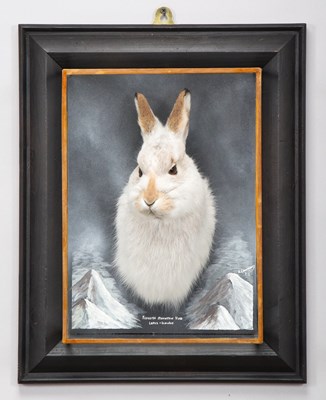 Lot Taxidermy: Scottish Mountain Hare (Lepus...