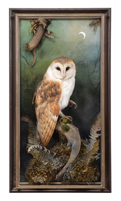 Lot Taxidermy: A Wall Cased European Barn Owl...