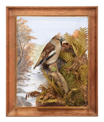 Lot Taxidermy: A Wall Cased Hawfinch...