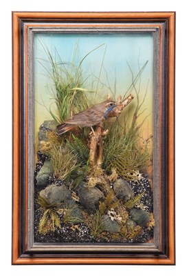 Lot Taxidermy: A Wall Cased Red-spotted Bluethroat...