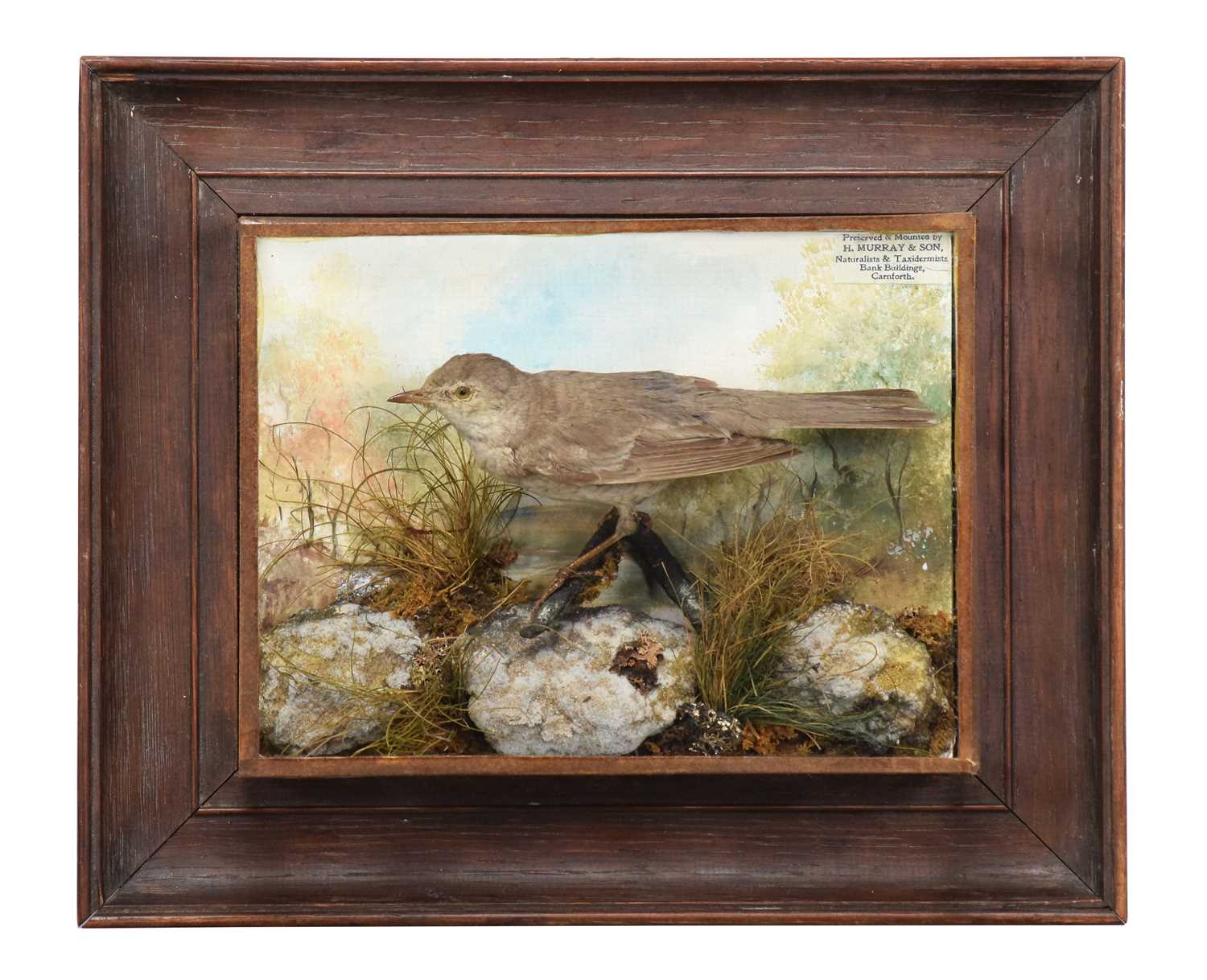 Lot 28 - Taxidermy: A Wall Cased Barred Warbler...