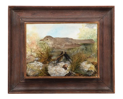 Lot Taxidermy: A Wall Cased Barred Warbler...