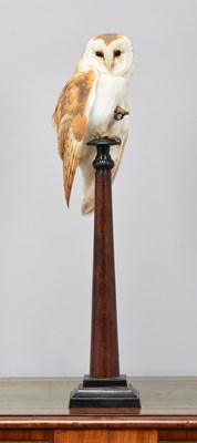 Lot Taxidermy: European Barn Owl (Tyto alba),...