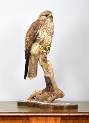 Lot Taxidermy: Common Buzzard (Buteo buteo),...