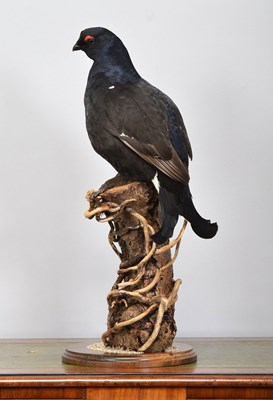 Lot Taxidermy: A Wall Cased Black Grouse (Tetrao...