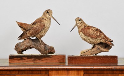 Lot Taxidermy: A Pair of European Woodcock...