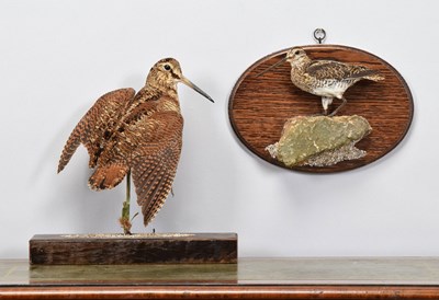 Lot Taxidermy: A European Woodcock and Common...