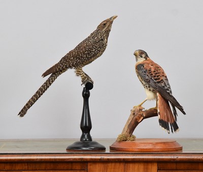 Lot 1082 - Taxidermy: An American Kestrel and Asian Koel,...