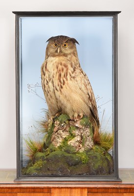 Lot Taxidermy: A Late Victorian Cased European...