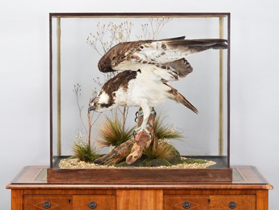 Lot Taxidermy: A Cased European Osprey (Pandion...